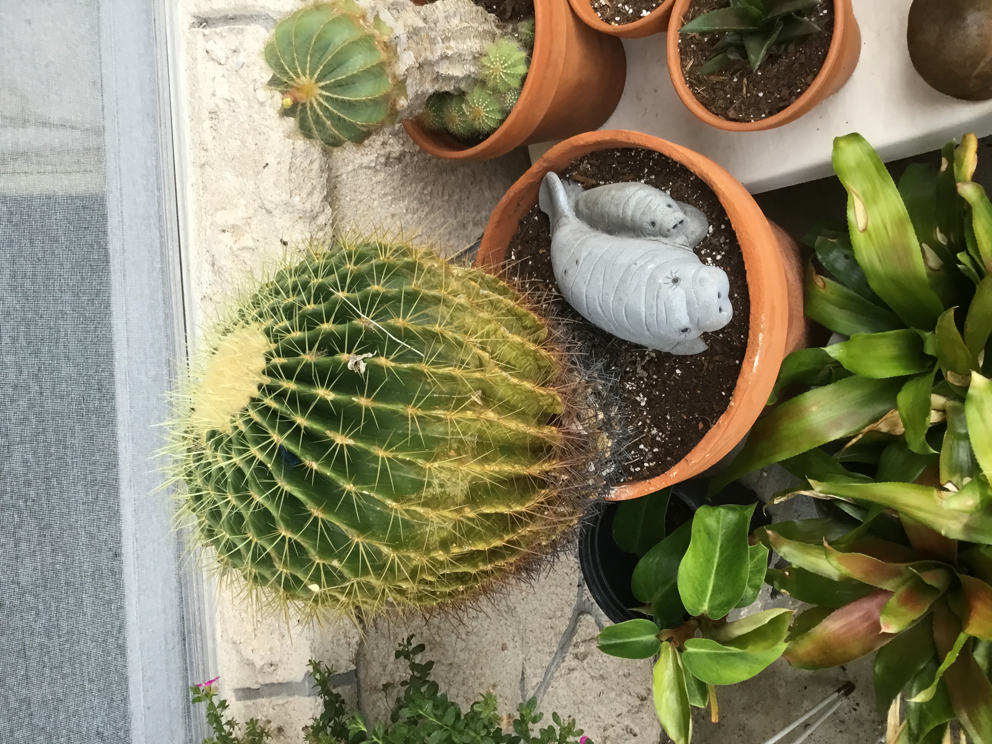 Golden Barrel Cactus- Echinocactus grusonii.jpg